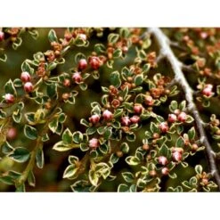Dværgmispel 'Variegatus' Cotoneaster Atropurpureus 'Variegatus' Opstammet 60 Cm. Med Potte -Osmo Salgsbutik mi706 cotoneaster atropupureus variegatus e853