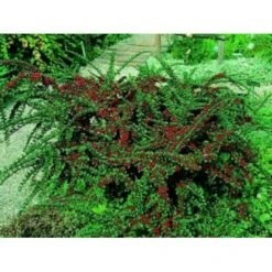 Fiskeben-Dværgmispel 'Cotali' Cotoneaster Horizontalis 'Cotali' 3,5 Liter Potte -Osmo Salgsbutik mi707 cotoneaster cotali 9f2b