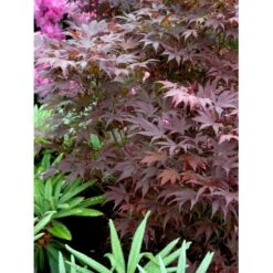 Japansk Ahorn 'Atropurpureum' Acer Palmatum 'Atropurpureum' Potte 4,0 Liter,- 60-80 Cm. -Osmo Salgsbutik mi72 acer palmatum atropurpureum 39d1