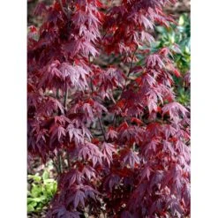 Japansk Ahorn 'Atropurpureum' Acer Palmatum 'Atropurpureum' Potte 4,0 Liter,- 60-80 Cm. -Osmo Salgsbutik mi72 acer palmatum atropurpureum 4cfa