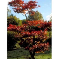 Japansk Ahorn 'Atropurpureum' Acer Palmatum 'Atropurpureum' Potte 4,0 Liter,- 60-80 Cm. -Osmo Salgsbutik mi72 acer palmatum atropurpureum 6874