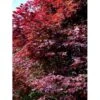 Japansk Ahorn 'Atropurpureum' Acer Palmatum 'Atropurpureum' Potte 4,0 Liter,- 60-80 Cm.