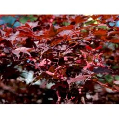 Japansk Ahorn 'Atropurpureum' Acer Palmatum 'Atropurpureum' Potte 4,0 Liter,- 60-80 Cm. -Osmo Salgsbutik mi72 acer palmatum atropurpureum b150