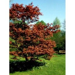 Japansk Ahorn 'Atropurpureum' Acer Palmatum 'Atropurpureum' Potte 4,0 Liter,- 60-80 Cm. -Osmo Salgsbutik mi72 acer palmatum atropurpureum c050