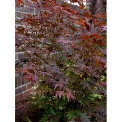 Japansk Ahorn 'Atropurpureum' Acer Palmatum 'Atropurpureum' Potte 4,0 Liter,- 60-80 Cm. -Osmo Salgsbutik mi72 acer palmatum atropurpureum e5a2