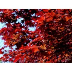 Japansk Ahorn 'Atropurpureum' Acer Palmatum 'Atropurpureum' Potte 4,0 Liter,- 60-80 Cm. -Osmo Salgsbutik mi72 acer palmatum atropurpureum ecd3