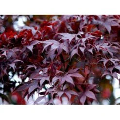 Japansk Ahorn 'Atropurpureum' Acer Palmatum 'Atropurpureum' Potte 4,0 Liter,- 60-80 Cm. -Osmo Salgsbutik mi72 acer palmatum atropurpureum fd60