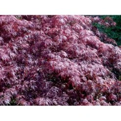 Opstammet Japansk Ahorn 'Garnet' Acer Palmatum Dissectum 'Garnet' Potte 4,0 Liter,- 40-50 Cm. -Osmo Salgsbutik mi73 acer palmatum garnet 221d