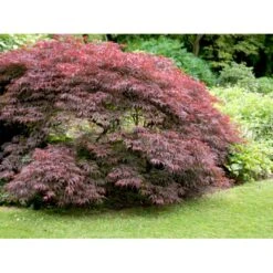 Opstammet Japansk Ahorn 'Garnet' Acer Palmatum Dissectum 'Garnet' Potte 4,0 Liter,- 40-50 Cm. -Osmo Salgsbutik mi73 acer palmatum garnet 8a10