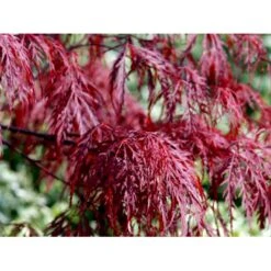 Opstammet Japansk Ahorn 'Garnet' Acer Palmatum Dissectum 'Garnet' Potte 4,0 Liter,- 40-50 Cm. -Osmo Salgsbutik mi73 acer palmatum garnet dcb7