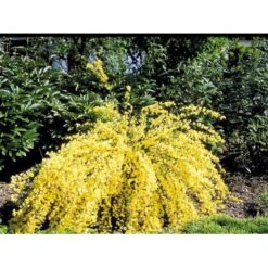 Vårgyvel Cytisus Praecox 'Allgold' Potte 2 Liter. -Osmo Salgsbutik mi740 cytisus praecox allgold 7cf6