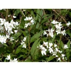 Lille Stjernetop 'Nikko' Deutzia 'Nikko' 3,5 Liter Potte -Osmo Salgsbutik mi754 deutzia gracilis nikko 609b