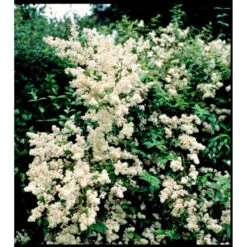 Stjernetop 'Dippon' Deutzia Crenata 'Dippon' 3,5 Liter Potte -Osmo Salgsbutik mi755 deutzia gracilis dippon 1a5d