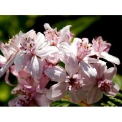 Stjernetop 'Mont Rose' Deutzia Hybrida 'Mont Rose' Med Klump,- 125-150 Cm. -Osmo Salgsbutik mi756 deutzia hybrida mont rose f35d