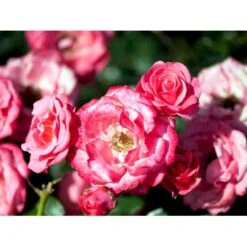 'Bella Rosa'® Rosa X 'Bella Rosa'® (Buketrose) A-Kvalitet,- Barrods Roser Min. 3 Grene -Osmo Salgsbutik mi8046 rosa bella rosa 220a