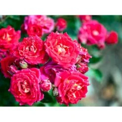 'Chili Clementine' Rosa X 'Chili Clementine' 3,0 Liter Potte -Osmo Salgsbutik mi8196 rosa chili clementine 26a6