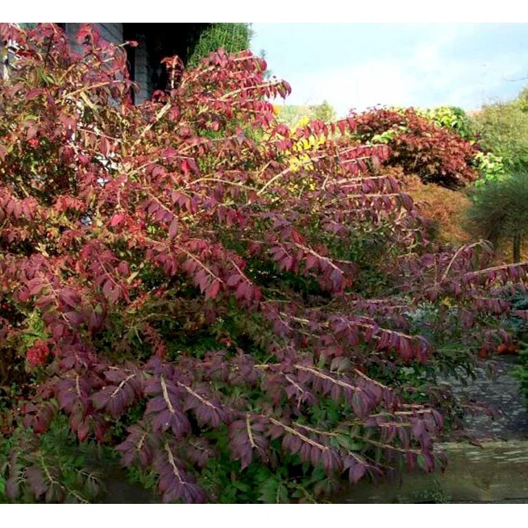 Vinget Benved 'Compactus' Euonymus Alatus 'Compactus' Med Klump,- 80-100 Cm. 3 Vinget Benved 'Compactus' Euonymus Alatus 'Compactus' Med Klump,- 80-100 Cm. - Billede 3