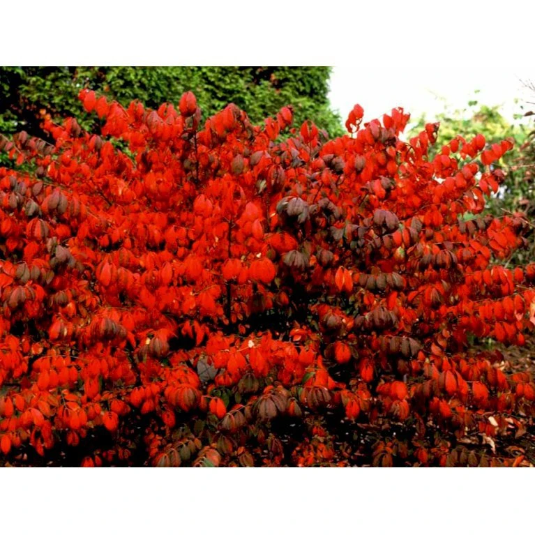 Vinget Benved 'Compactus' Euonymus Alatus 'Compactus' Med Klump,- 80-100 Cm. 1 Vinget Benved 'Compactus' Euonymus Alatus 'Compactus' Med Klump,- 80-100 Cm.