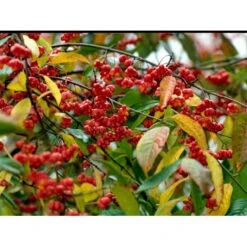 Almindelig Benved 'Red Cascade' Euonymus Europaeus 'Red Cascade' 5 Liter Potte -Osmo Salgsbutik mi904 euonymus europaeus red cascade 4499