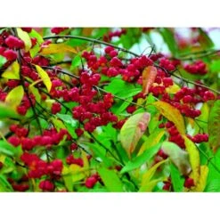 Almindelig Benved 'Red Cascade' Euonymus Europaeus 'Red Cascade' 5 Liter Potte -Osmo Salgsbutik mi904 euonymus europaeus red cascade 6944