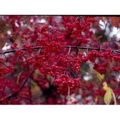 Almindelig Benved 'Red Cascade' Euonymus Europaeus 'Red Cascade' 5 Liter Potte -Osmo Salgsbutik mi904 euonymus europaeus red cascade 928a