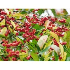 Almindelig Benved 'Red Cascade' Euonymus Europaeus 'Red Cascade' 5 Liter Potte -Osmo Salgsbutik mi904 euonymus europaeus red cascade ebb7