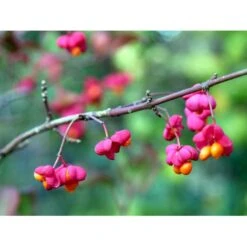 Almindelig Benved 'Red Cascade' Euonymus Europaeus 'Red Cascade' 5 Liter Potte -Osmo Salgsbutik mi904 euonymus europaeus red cascade f8f9