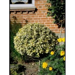 Benved 'Emerald Gold' Euonymus Fortunei 'Emerald Gold' Opstammet 80 Cm. 7,5 Liter Potte -Osmo Salgsbutik mi906 euonymus fortunei emerald n gold 7582