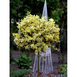 Benved 'Emerald Gold' Euonymus Fortunei 'Emerald Gold' Opstammet 80 Cm. 7,5 Liter Potte -Osmo Salgsbutik mi906 euonymus fortunei emerald n gold d69b