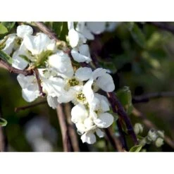 Perlebusk 'The Bride' Exochorda Marcrantha 'The Bride' 2,5 Liter -Osmo Salgsbutik mi924 exochorda the bride 3859