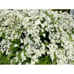 Perlebusk 'The Bride' Exochorda Marcrantha 'The Bride' 2,5 Liter -Osmo Salgsbutik mi924 exochorda the bride 5a14