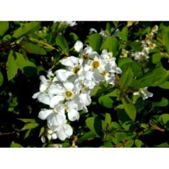 Perlebusk 'The Bride' Exochorda Marcrantha 'The Bride' 2,5 Liter -Osmo Salgsbutik mi924 exochorda the bride 6f79