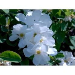 Perlebusk 'The Bride' Exochorda Marcrantha 'The Bride' 2,5 Liter