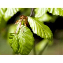 Almindelig Bøg / Bøgehæk Fagus Sylvatica Barrods, - 3 års (1/2) 120-150 Cm. Kraftig Hækkvalitet. -Osmo Salgsbutik mi937 fagus sylvatica 0088 1