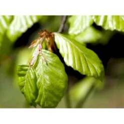 Almindelig Bøg / Bøgehæk Fagus Sylvatica Med Klump,- 150-175 Cm. -Osmo Salgsbutik mi937 fagus sylvatica 0088 3