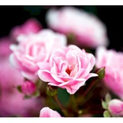 'Pink The Fairy' Rosa X 'Pink The Fairy' (Bunddækkerose) A-Kvalitet,- Barrods Roser Min. 3 Grene -Osmo Salgsbutik mi9391 rosa the fairy 63f6