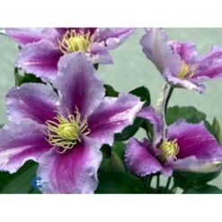 'Piilu' Clematis 'Piilu' Opbundet 60 Cm. 2 Liter Potte -Osmo Salgsbutik mi9698 clematis piilu 32ec