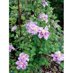 'Piilu' Clematis 'Piilu' Opbundet 60 Cm. 2 Liter Potte -Osmo Salgsbutik mi9698 clematis piilu 62a1