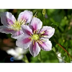 'Piilu' Clematis 'Piilu' Opbundet 60 Cm. 2 Liter Potte -Osmo Salgsbutik mi9698 clematis piilu 9a8a