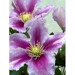 'Piilu' Clematis 'Piilu' Opbundet 60 Cm. 2 Liter Potte -Osmo Salgsbutik mi9698 clematis piilu b307