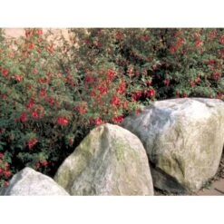 Fuchsia 'Karen' Fuchsia Magellanica 'Karen' 3,5 Liter Potte -Osmo Salgsbutik mi998 fuchsia magellanica karen 380c