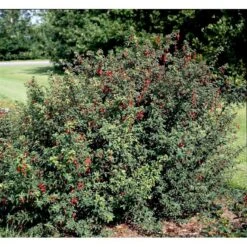 Fuchsia 'Karen' Fuchsia Magellanica 'Karen' 3,5 Liter Potte -Osmo Salgsbutik mi998 fuchsia magellanica karen b2fc