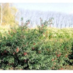 Fuchsia 'Karen' Fuchsia Magellanica 'Karen' 3,5 Liter Potte -Osmo Salgsbutik mi998 fuchsia magellanica karen cf57