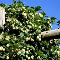 Almindelig Humle Humulus Lupulus Potte 2,0 Liter,- Opbundet -Osmo Salgsbutik p1088 48725 humulus lupulus 66ba