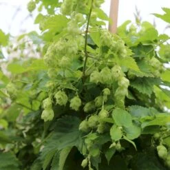 Almindelig Humle Humulus Lupulus Potte 2,0 Liter,- Opbundet -Osmo Salgsbutik p1088 50599 humulus lupulus cd63