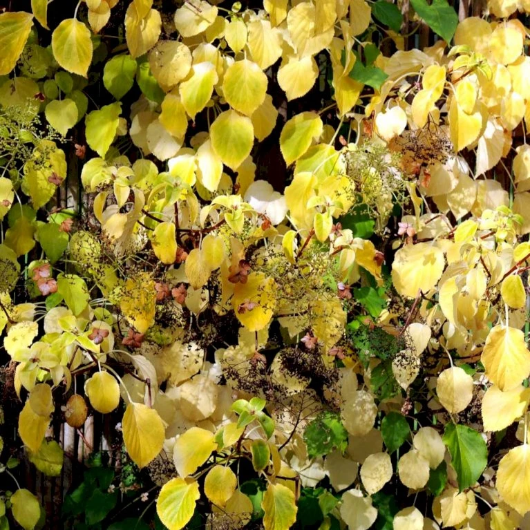Klatrehortensia Hydrangea Anomala Ssp. Petiolaris Potte 7,5 Liter,- Opbundet 100-150 Cm. 1 Klatrehortensia Hydrangea Anomala Ssp. Petiolaris Potte 7,5 Liter,- Opbundet 100-150 Cm.