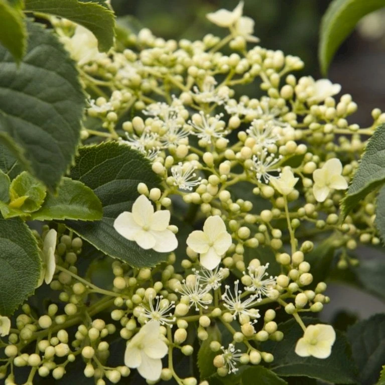 Klatrehortensia Hydrangea Anomala Ssp. Petiolaris Potte 7,5 Liter,- Opbundet 100-150 Cm. 2 Klatrehortensia Hydrangea Anomala Ssp. Petiolaris Potte 7,5 Liter,- Opbundet 100-150 Cm. - Billede 2