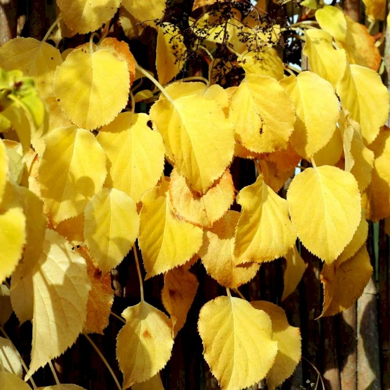 Klatrehortensia Hydrangea Anomala Ssp. Petiolaris Potte 7,5 Liter,- Opbundet 100-150 Cm. 3 Klatrehortensia Hydrangea Anomala Ssp. Petiolaris Potte 7,5 Liter,- Opbundet 100-150 Cm. - Billede 3
