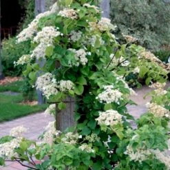 Klatrehortensia Hydrangea Anomala Ssp. Petiolaris Potte 7,5 Liter,- Opbundet 100-150 Cm. 14 Klatrehortensia Hydrangea Anomala Ssp. Petiolaris Potte 7,5 Liter,- Opbundet 100-150 Cm. -Osmo Salgsbutik p1091 48729 hydrangea anomala ssp petiolaris d551