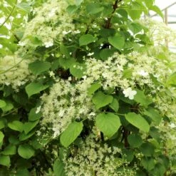 Klatrehortensia Hydrangea Anomala Ssp. Petiolaris Potte 7,5 Liter,- Opbundet 100-150 Cm. 16 Klatrehortensia Hydrangea Anomala Ssp. Petiolaris Potte 7,5 Liter,- Opbundet 100-150 Cm. -Osmo Salgsbutik p1091 50606 hydrangea anomala ssp petiolaris b32d